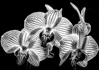 Orchid in Black and White 2