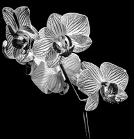 Orchid in Black and White 3