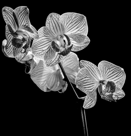 Orchid in Black and White 3