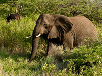 African Elephant 1
