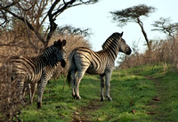 Zebras 1